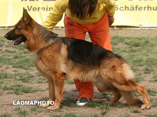V1 1039* Aurasi Du Val D'Anzin 公 阿鲁 2005-04-06 2EHN217 CSZ8001160 翟所庆