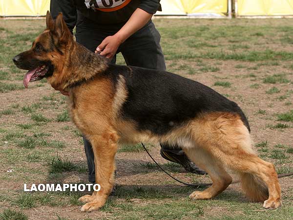 V4 1046* Tyson du Domaine du Parc 公 2002-03-10 泰森 2BVB025 CSZ8000520 魏满城