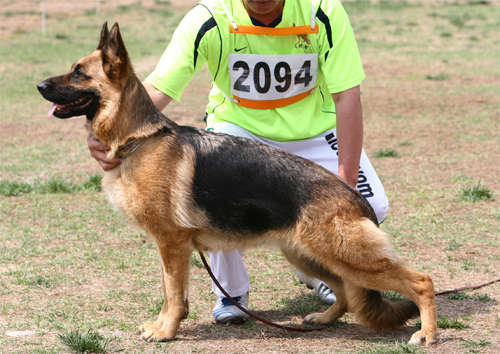 V1　2094　Djubi vom Valtenberg　母　2005-6-20　U-D2249　CSZ8001835　吴国章