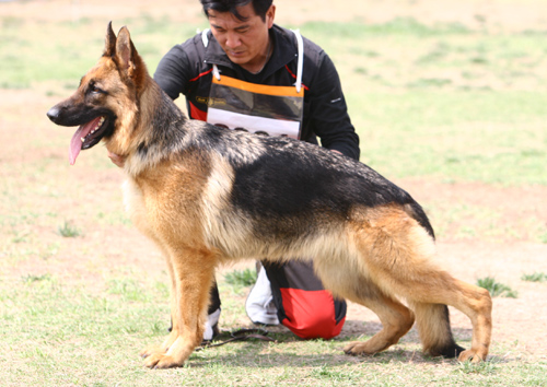 V3 2001 Haloa von KaiXuan 母 2006-01-06 CFF1316 CSZ25450 荆全平