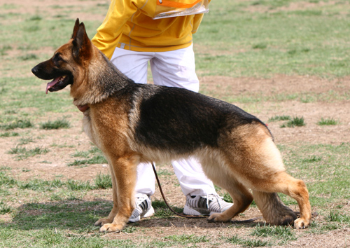 V4 2009* Bea von Alanya 母 2004-05-01 X-E0672 CSZ8001685 邵泽民