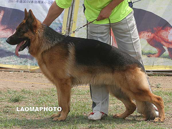 SG1 3028* Jacky von WenXing 公 2006-07-24 CAN9631 CSZ33409 董文彬