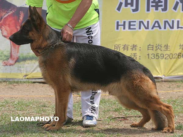 SG2 3013* Ilax von WenXing 公 2006-07-26 CAN9626 CSZ33404 董文彬