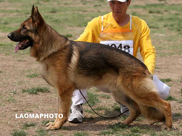 SG3 3048 Daffy von DeQin 公 2006-08-13 CKF6989 CSZ36974 袁国强