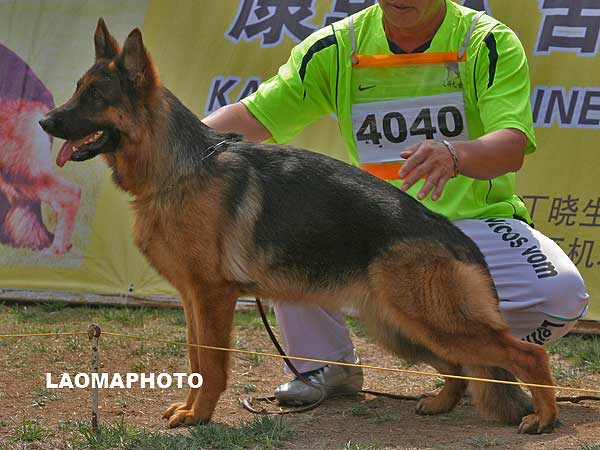 SG1 4040* Idi von WenXing 母 2006-07-26 CAN9629 CSZ33407 董文彬