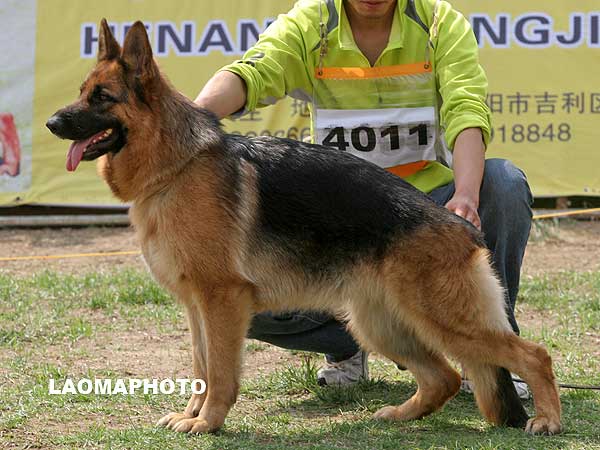 SG3 4011* Caran von P&D 母 2006-08-03 CFN2195 CSZ34409 赵卫志