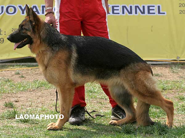 SG5 4053* Aelina von Haus Deng 母 2006-05-03 CDF1447 CSZ29420 邓海滨