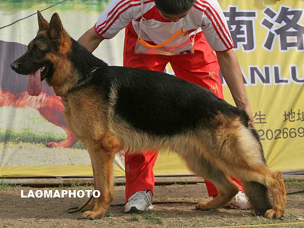 SG3 5001 Barri von JinBi 公 2007-04-15 CDF2280 CSZ48934 段传军