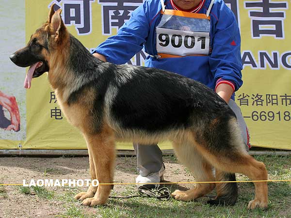 VV3 9001 Santus von XinShiJie 公 2007-08-21 CSF8367 CSZ56360 赵辉(新世界)