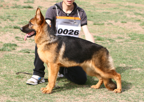 VV2 0026 Caisa von XinPeng 母 2007-09-18 CTS3694 CSZ59158 李蕴庭