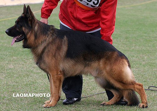 V3 1035* Maestro vom Osterberger-Land 麦斯特奥 公 2004-03-30 D-F1695 CSZ8001195 赵振平