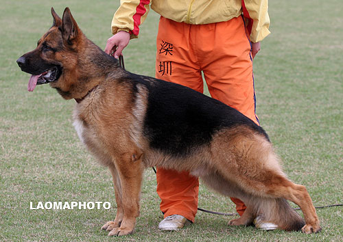 V5 1013* Watzo von JingPin 沃泽 公 2005-11-01 CXF0952 CSZ22183 吴秀香