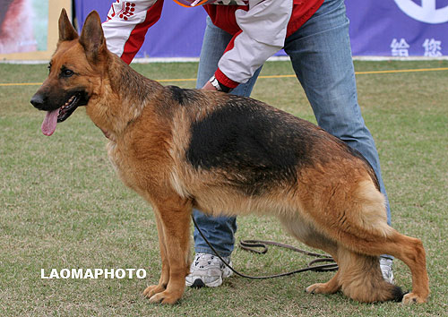 V3 2021* Ika von ZhongDa 母 2005-01-11 CPF0094 CSZ15277 万伟
