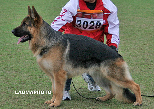 SG2 3028* Agassi von ShengDu 公 2006-05-16 CEM4200 CSZ35337 花国忠