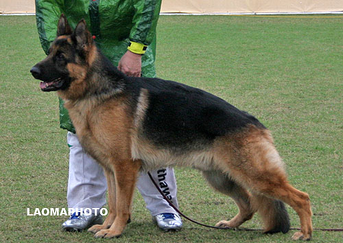SG3 3014* Narro von WenXing 公 2006-07-02 CAN9600 CSZ33423 董文彬