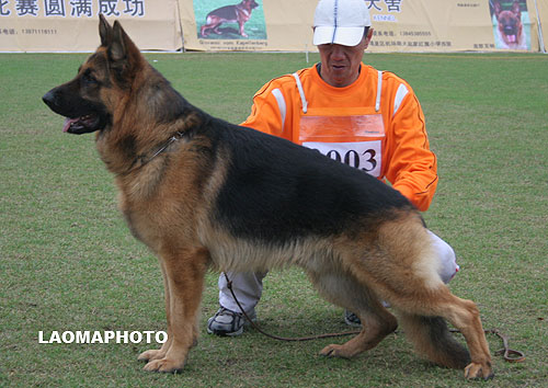 SG4 3003* Mahdo von SenBei 公 2006-03-31 CEN3232 CSZ27885 邹继孝
