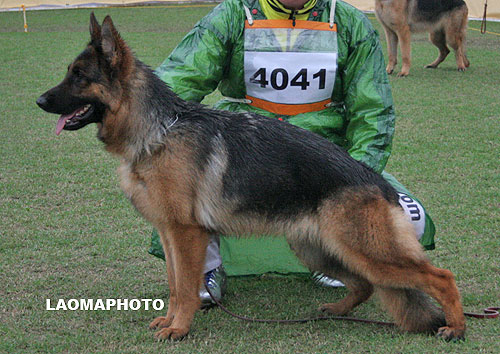 SG1 4041* Idi von WenXing 母 2006-07-26 CAN9629 CSZ33407 董文彬