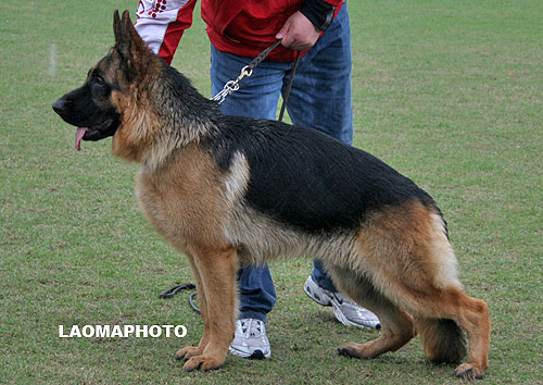 SG1 5030 Hasko von WeiSheng 公 2007-02-23 CJS4122 CSZ47772 赵莹