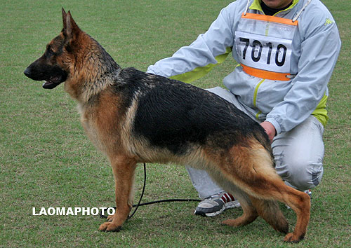VV5 7010 Aahron von DeFuLaoHei 公 2007-04-01 CWM1466 CSZ49364 樊学富