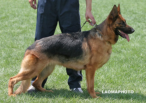 V4 2061* Xendy von der Grotte 母 2004-06-21 E-A6250 CSZ8000256 游俊