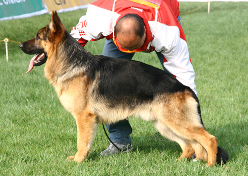SG3 3033* Agassi von ShengDu 公 2006-05-16 CEM4200 CSZ35337 花国忠