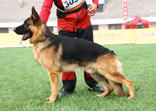SG5 3037* Xaiko von WeiSheng 公 2006-04-22 CJN3211 CSZ32952 颜志明