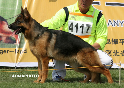 SG1 4117* Idi von WenXing 母 2006-07-26 CAN9629 CSZ33407 董文彬