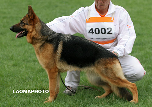 SG2 4002 Disa of RONDA Kennel 母 2006-08-04 006-221 CSZ8001793 邵泽民