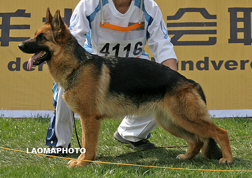 SG5 4116* Adelina von WeiYuan 母 2006-07-06 CSF5666 CSZ36000 陈振元