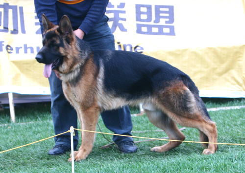 SG5 5063 Galon von SunShi 公 2007-04-02 CSF7325 CSZ44743 孙树贵