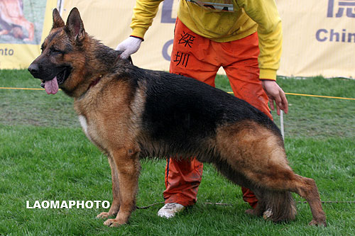 V3 1024 Watzo von JingPin 公 沃泽 2005-11-01， CXF0952　 CSZ22183　 牛福林