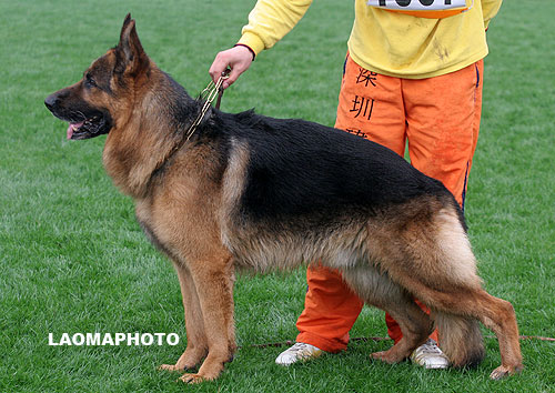 V4 1007 Fritz von der Freiheit Westerholt 公 弗里茨 2002-06-01， F-N7752　 CSZ8001719 　牛福林