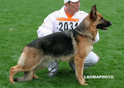 V1 2031* Bea von Alanya 母 2004-05-01 X-E0672 CSZ8001685 邵泽民