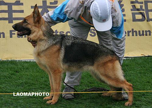 V5 2046* Acola von TongDe 母 2005-08-18 CSF3276 CSZ20659 师同德