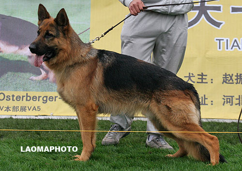 SG2 3005* Kobmi von Sunrise Kennel 公 2006-06-10 HB581 CSZ8001433 徐威