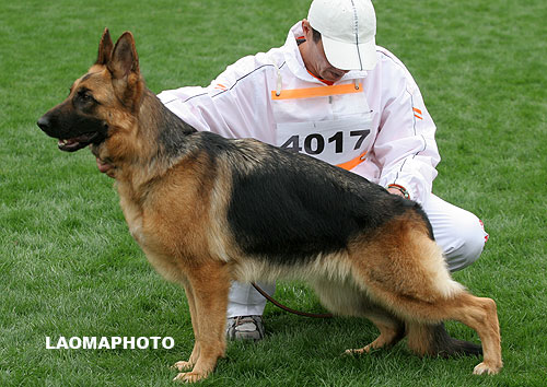SG2 4017* Iff von BoChen 母 2006-03-24 CAF8231 CSZ28227 华洪