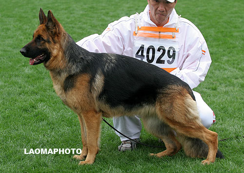 SG3 4029 Dalia von XingPing 母 2006-04-06 CSF5623 CSZ35964 赵益寿
