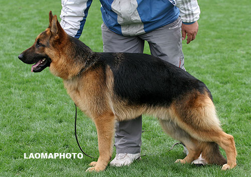 SG5 5035 Badu von GuanGong 公 2007-01-20 CSS7144 CSZ43344 马瑞俊