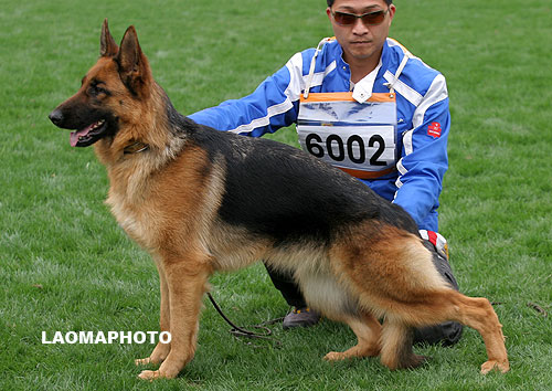 SG2 6002* Eddil von TaiHe 母 2006-09-24 CDF1890 CSZ49310 王立民（泰和）