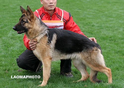 VV5 8005 Dauphine von WenXing 母 2007-03-29 CAA6195 CSZ49155 肖正