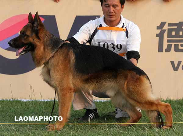 V4 1039* Darius van Noort 公 2004-06-15 D-E3686 CSZ8001176 张弛