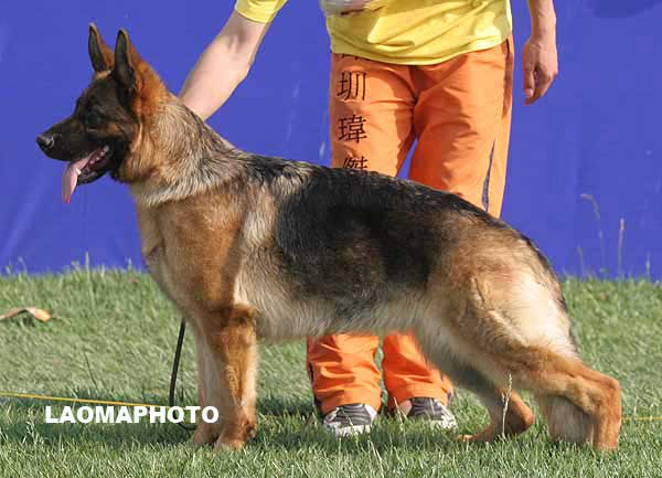 V2 2068* Aidy De La Vallee De l'etna 母 2005-10-30 2EVZ753 CSZ8001692 吴秀香