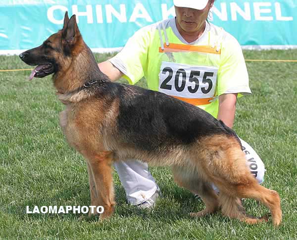 V4 2055* Maia von WenXing 母 2006-04-03 CAN9660 CSZ33421 董文彬