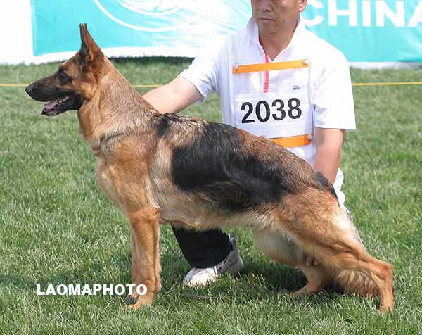 V5 2038* Hazel von ZHENGYUAN 母 2004-02-17 CKF1003 CSZ0006674 樊永利