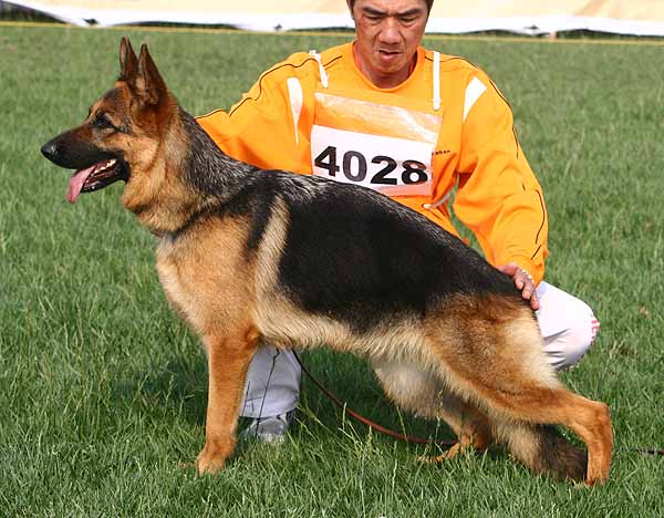 SG2 4028 Disa of RONDA Kennel 母 2006-08-04 006-221 CSZ8001793 邵泽民