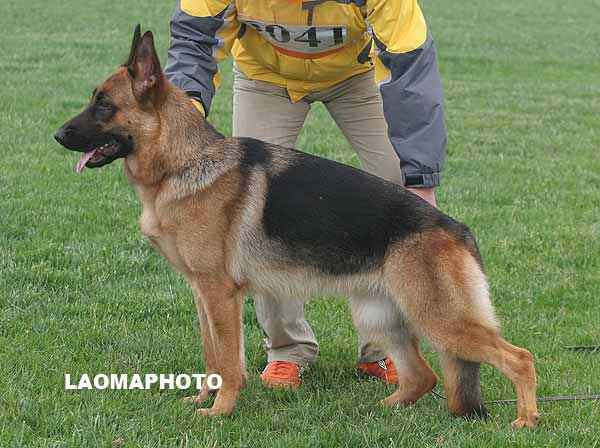 SG3 6041 Xeca von FangDe 母 2007-03-22 CLA0194 CSZ48872 葛立军