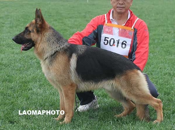 SG4 5016 Nadir von JinDe 公 2007-02-18 CKS8218 CSZ44264 张志民