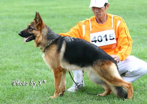 SG4 4015* Disa of RONDA Kennel 母 2006-08-04，006-221，CSZ8001793，邵泽民
