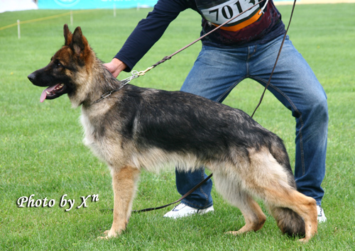 VV2 7013 Afras von MingYue  公 2007-07-02，CES7278，CSZ52044，苏晓坤