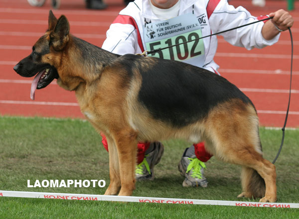 SG5　5102　sz2181489　Belisar von Aurelius